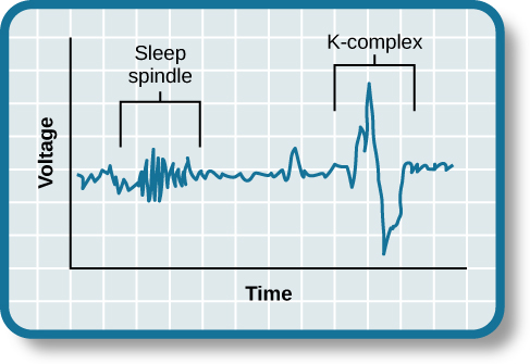 Normal Sleep Cycle Chart