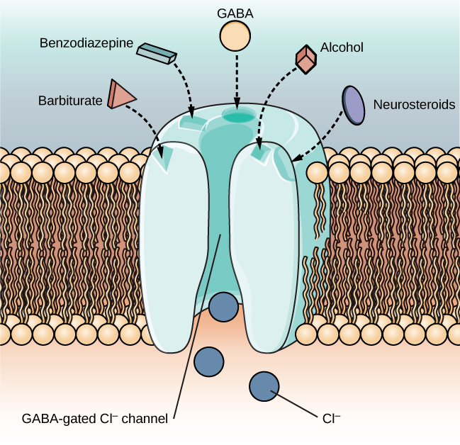 what receptors does alcohol bind to