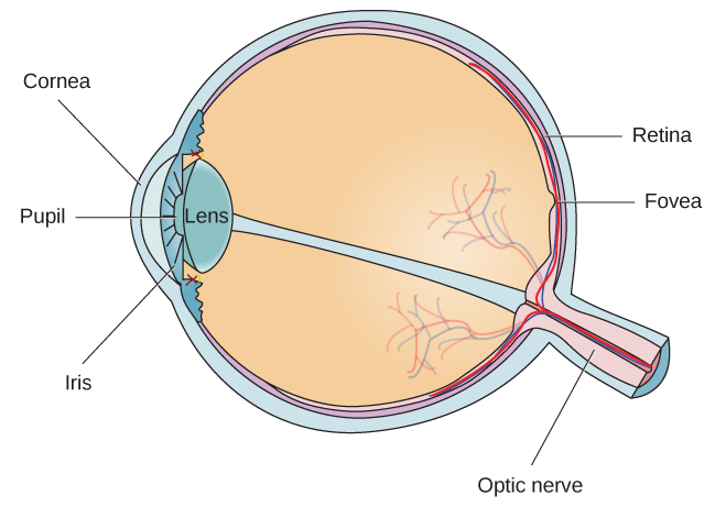 Did the Eye's Structure Affect How Language Developed?