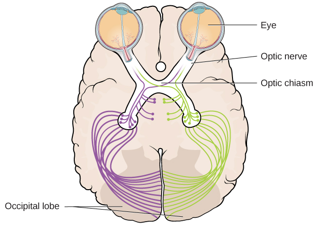 Visual stimuli enter the eyes, pass through the optic nerve and into the optic chiasm, then back to the occipital lobe at the back of the brain.