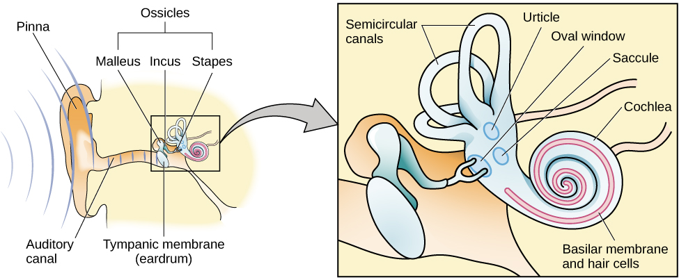 What structure of the ear contains the malleus, incus, and stapes