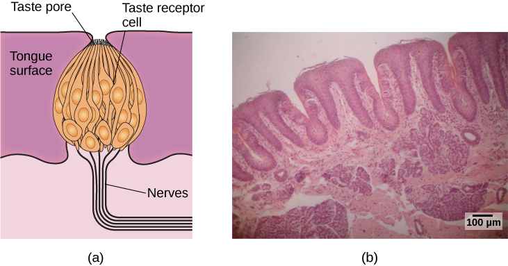 taste-and-smell-general-psychology