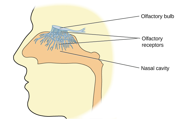 olfactory-nerve-earth-s-lab