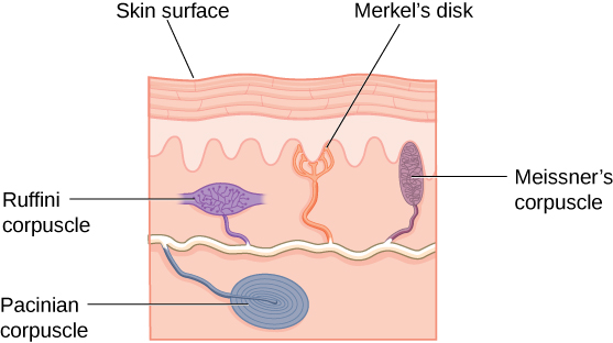 pacinian corpuscle