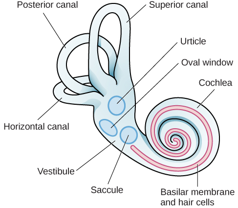 The Vestibular Sense – Introduction to Psychology