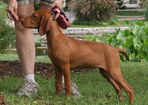 Ein Foto zeigt einen Hund, der stramm steht und an einem Leckerli in der Hand eines Menschen riecht.