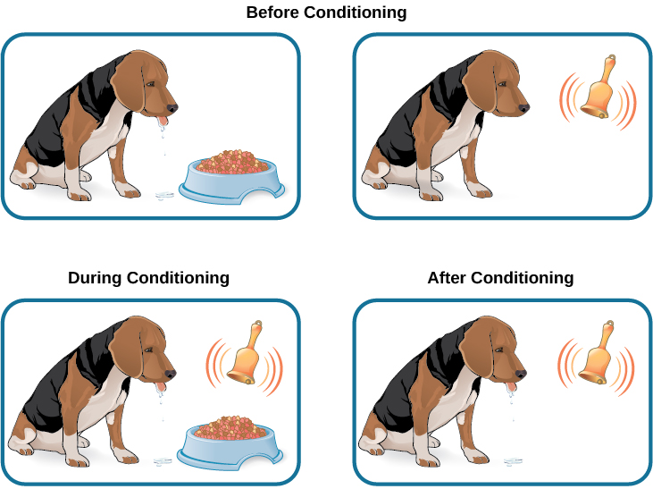 pavlov effect