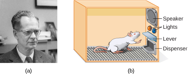 A photo of B.F. Skinner next to an illustration of a rat in a Skinner box. The Skinner box is a chamber with a speaker, lights, a lever, and a food dispenser.