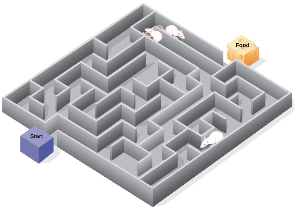 maze edward map c tolman cogntive