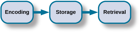 memory encoding storage retrieval