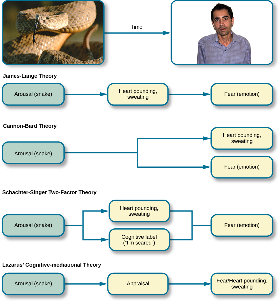  A diagram shows a photograph of a snake on the left and a photograph of a frightened person on the right, with an arrow labeled “time.” Beneath the photos are flow diagrams of four theories of emotion. In the “James-Lange theory,” a box labeled “arousal (snake)” leads to a box labeled “heart pounding, sweating,” which leads to a box labeled “fear (emotion).” In the “Cannon-Bard theory,” a box labeled “arousal (snake)” splits into two boxes labeled “heart pounding, sweating,” and “fear (emotion).” In the “Schachter-Singer Two-Factor theory,” a box labeled “arousal (snake)” leads to two boxes labeled “heart pounding, sweating” and cognitive label (“I’m scared)” which then lead to a single box labeled “fear (emotion).” In the “Lazarus’ Cognitive-mediational theory,” a box labeled “arousal (snake)” leads to a box labeled “appraisal,” which leads to a box labeled “fear/heart pounding, sweating.”