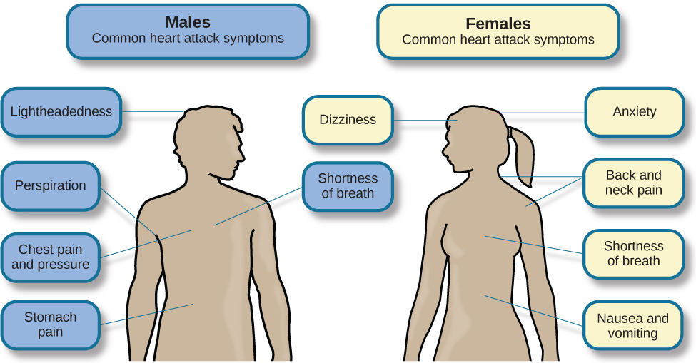 Stress And The Cardiovascular System General Psychology 