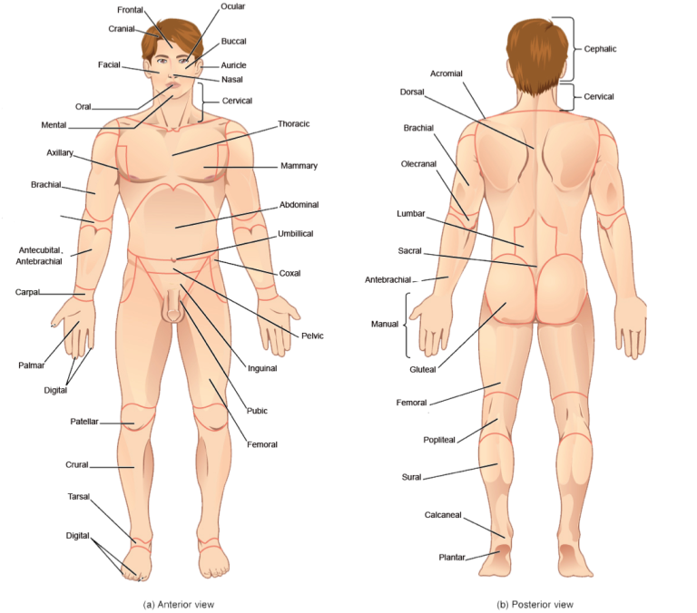 Anatomical Vocabulary | Human Anatomy and Physiology Lab (BSB 141)
