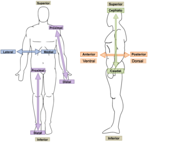Body Language What Your Body Really Says And How To Decode It - f06lmb0