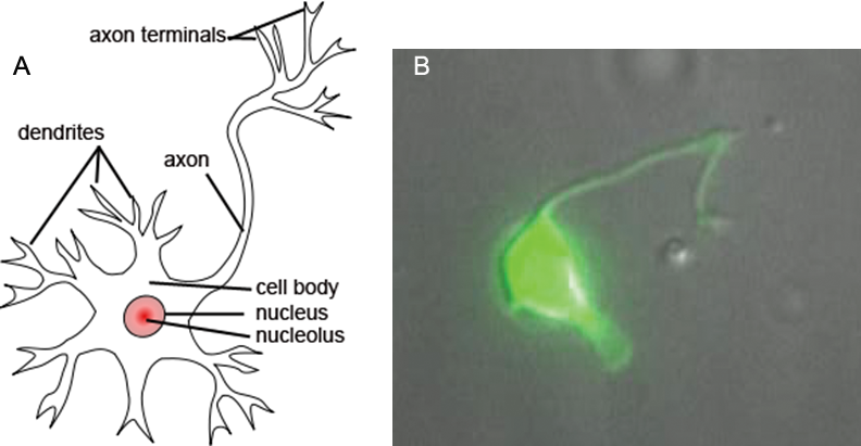 neurons_diagram-vs-actual