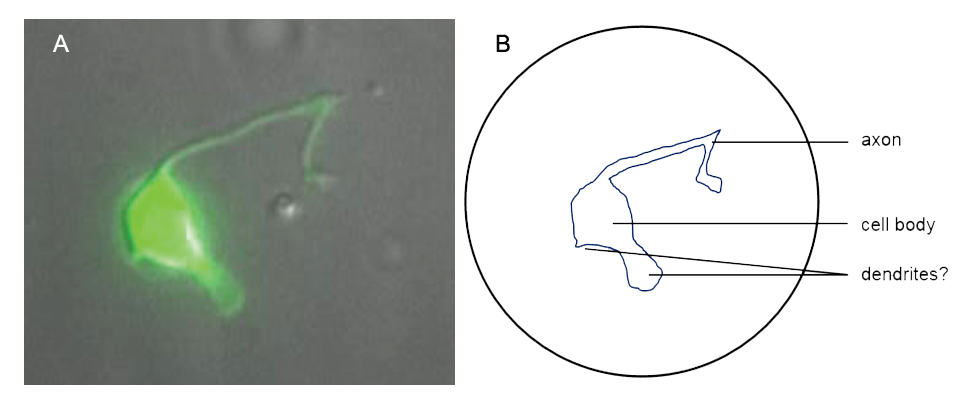 neurons_actual-then-diagrammed