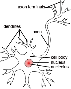 neuron microscope axon