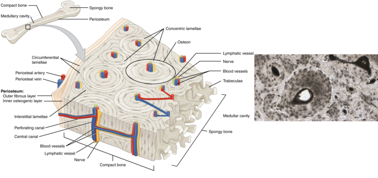 Compact Bone, Spongy Bone, and Other Bone Components | Human Anatomy