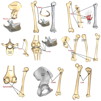 Bone markings, processes, and cavities | Human Anatomy and Physiology
