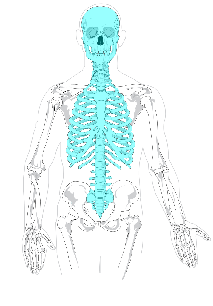 The Axial Skeleton Human Anatomy And Physiology Lab BSB 141 