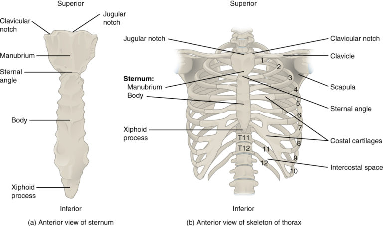 The thoracic cage – the ribs and sternum | Human Anatomy and Physiology