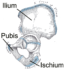 The pelvic girdle | Human Anatomy and Physiology Lab (BSB 141)