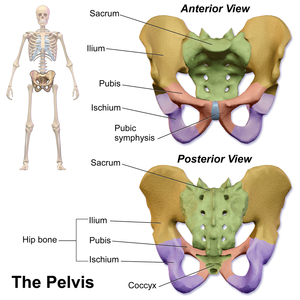 Pelvis Anatomy Chart Pelvis Anatomy Diagram Diagram WYGQLA Pelvis Anatomy Chart Pelvis Anatomy Diagram Diagram WYGQLA