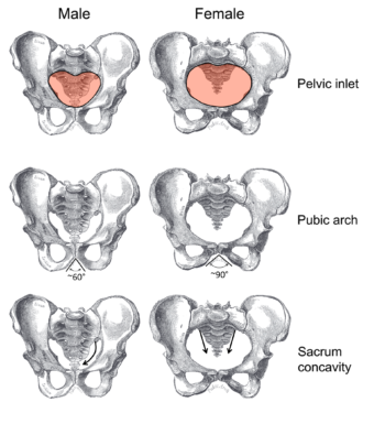 The pelvis | Human Anatomy and Physiology Lab (BSB 141)