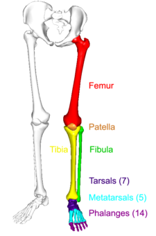 The lower limbs | Human Anatomy and Physiology Lab (BSB 141)