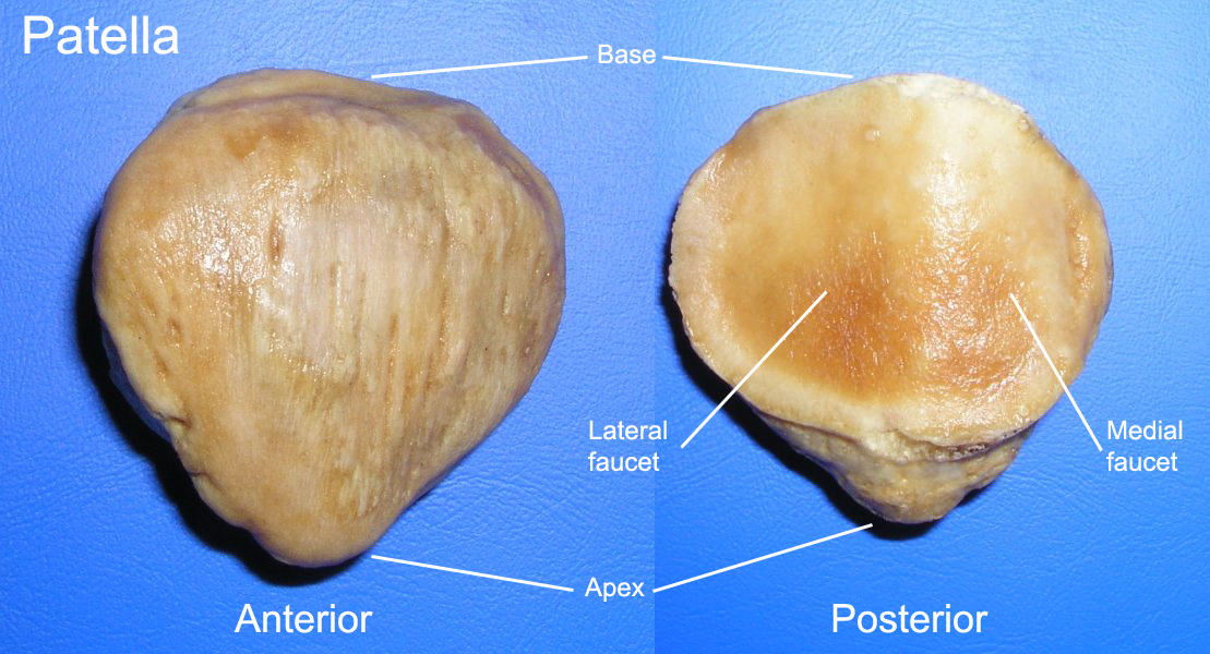 The lower limbs | Human Anatomy and Physiology Lab (BSB 141)