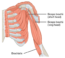 Naming muscles | Human Anatomy and Physiology Lab (BSB 141)