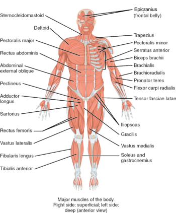 The muscles of the trunk - Human Anatomy and Physiology Lab (BSB 141)