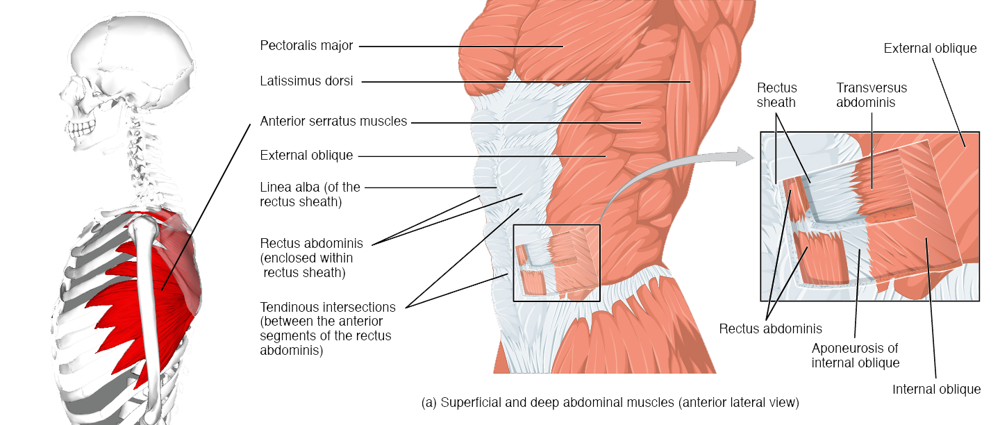 The muscles of the trunk Human Anatomy and Physiology Lab (BSB 141)