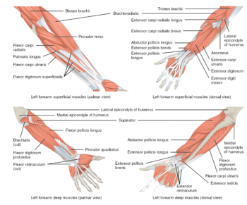Muscles of the lower arm and hand | Human Anatomy and Physiology Lab