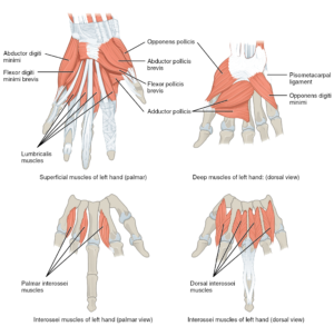 Muscles of the lower arm and hand | Human Anatomy and Physiology Lab