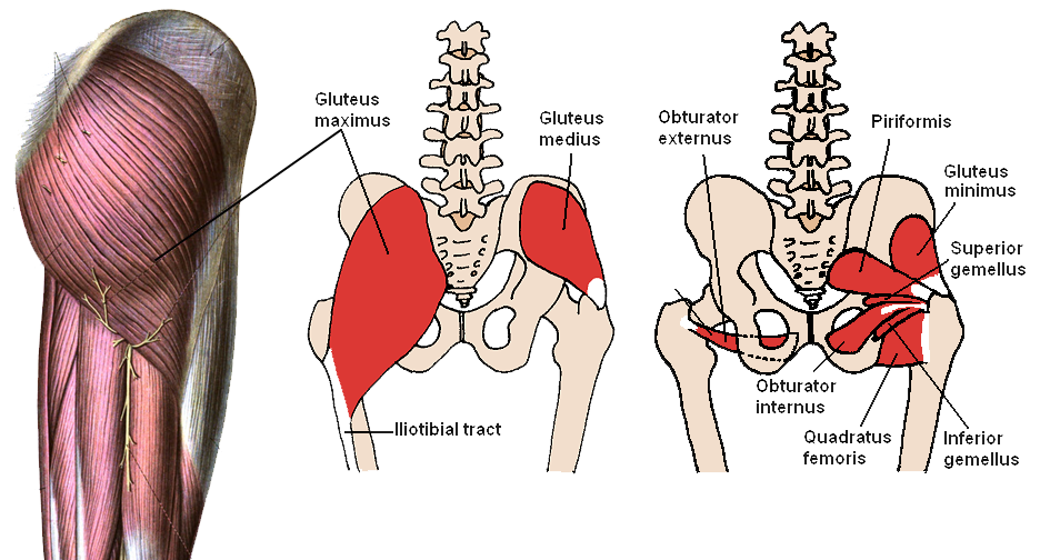 Muscles Of The Hips And Thighs Human Anatomy And Physiology Lab BSB 141 Muscles Of The Hips And Thighs Human Anatomy And Physiology Lab BSB 141