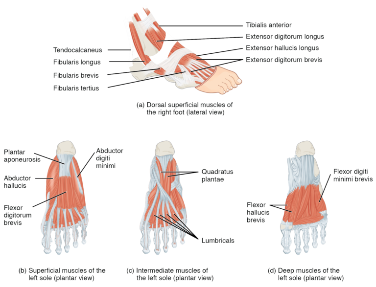 Muscles Of The Lower Leg And Foot Human Anatomy And Physiology Lab 