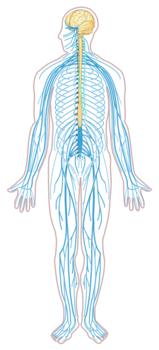Overview of the nervous system | Human Anatomy and Physiology Lab (BSB 141)