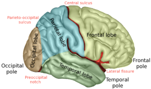 The cerebrum | Human Anatomy and Physiology Lab (BSB 141)