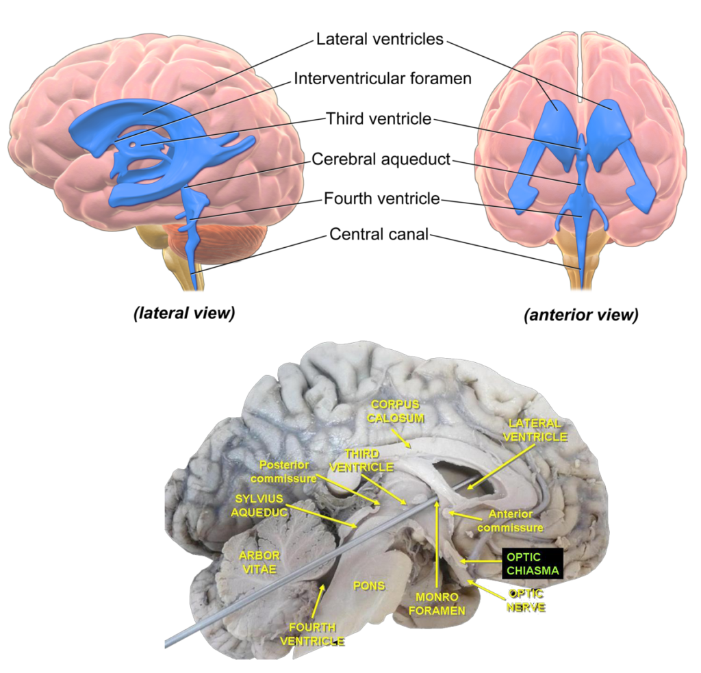 The cerebrum | Human Anatomy and Physiology Lab (BSB 141)
