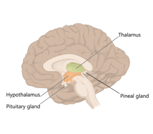 The diencephalon | Human Anatomy and Physiology Lab (BSB 141)
