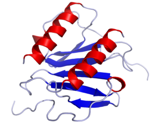 Diagram of chemokine: two red spiral structures surrounded by blue tendrils. Arrows point from one spiral point to another across each structure