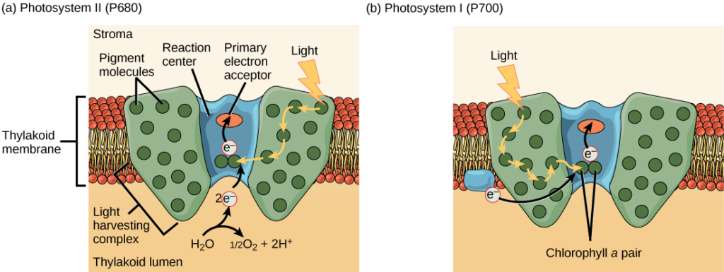 Minor Complexes at Work: Light-Harvesting by Carotenoids in the Photosystem  II Antenna Complexes CP24 and CP26: Biophysical Journal