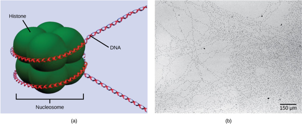 Part A depicts a nucleosome composed of spherical histone proteins that are fused together. A double-stranded DNA helix wraps around the nucleosome twice. Free DNA extends from either end of the nucleosome. Part B is an electron micrograph of DNA that is associated with nucleosomes. Each nucleosome looks like a bead. The beads are connected together by free DNA. Nine beads strung together is approximately 150 nm across.