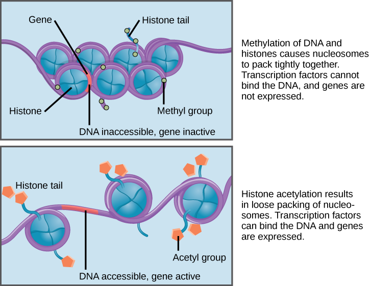 histone protein structure