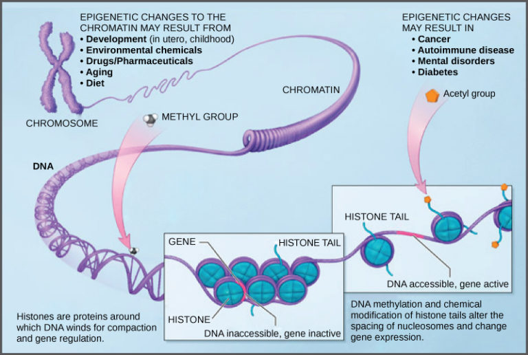 Eukaryotic Gene Regulation Biology for Majors I