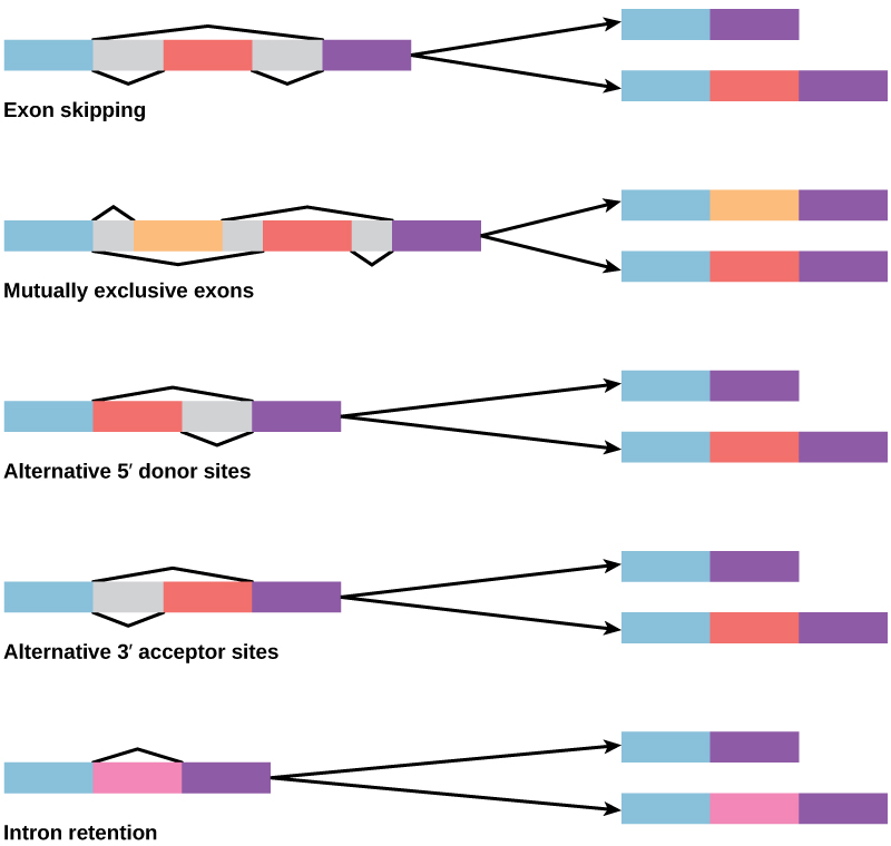 Eukaryotic Gene Regulation | Biology for Majors I