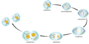 Mitosis Biology For Non Majors I mitosis-biology-for-non-majors-i