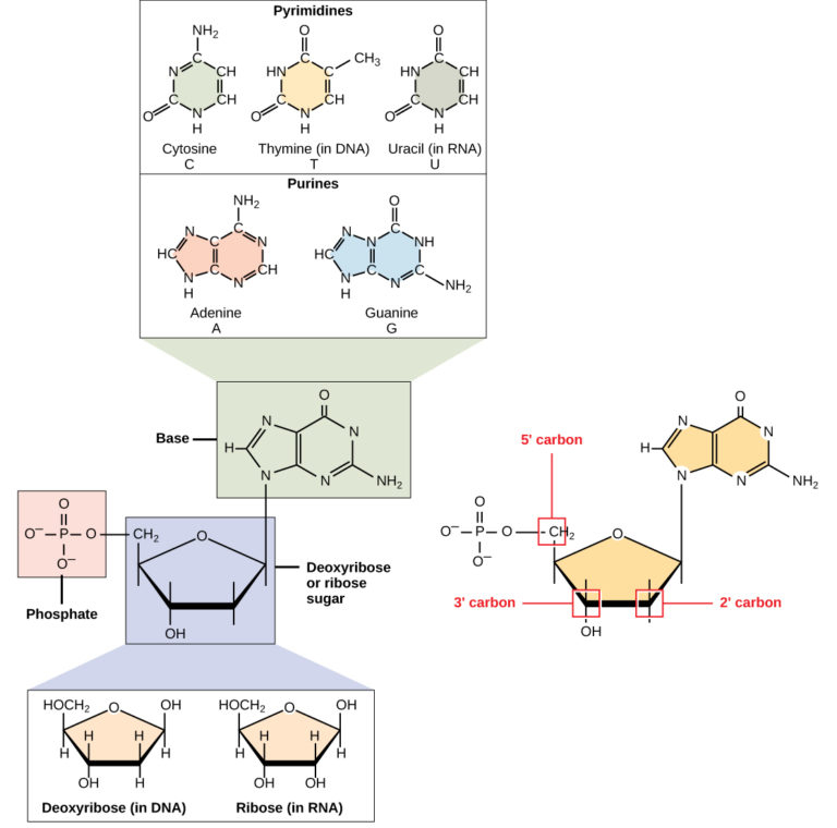 structure of nucleic acid