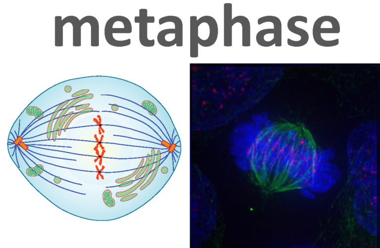 The Steps of Mitosis Biology for NonMajors I